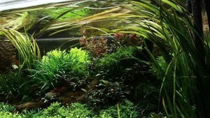 Vallisneria spiralis 'Tiger'