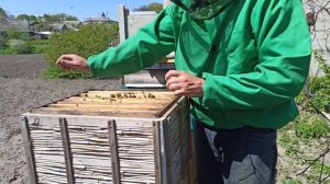 Протироевой метод в действии. Американский метод пчеловодства Демари. Как не допустить роение пчел