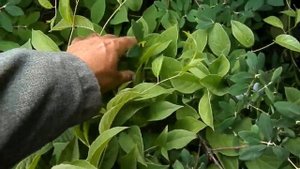 Жимолость Огненный опал