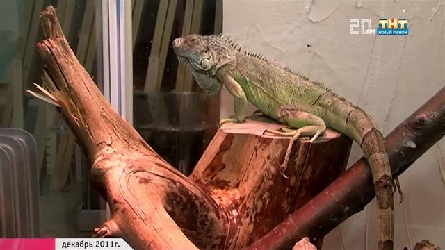 Зоопарку 6 лет! смотреть онлайн