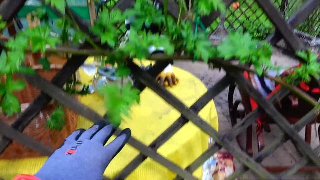 Ежевика нормировка побегов.Сорт Торнлесс Евергрин , Thornless evergreen. Удаление поросли смотреть онлайн