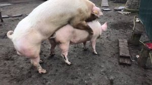 Ландрас/ Чистопородный хряк/ Кабан супер