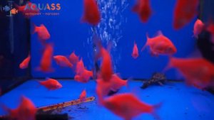 ?Aquass - Барбус Гонконг красный Глофиш (Barbus Tetrazona gon kong red glofiish)