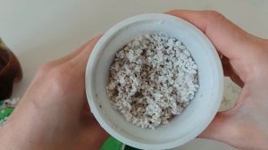 Пассифлора из семян. Как прорастить семена пассифлоры