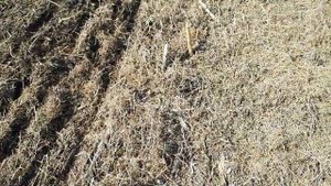 Прямой Сев озимой пшеницы  nou-till