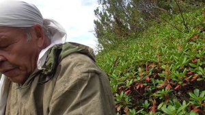 Рододендрон ЗОЛОТИСТЫЙ и его применение