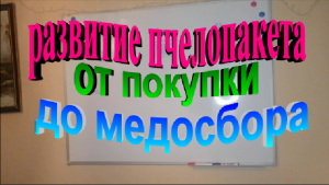 Развитие пчелопакета от покупки до начала медосбора