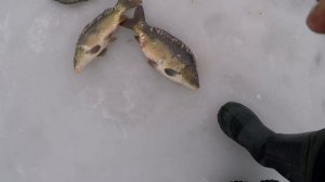 Этот МЕТОД нужно ЗАПРЕТИТЬ, Ловля карпа зимой, Ловля карпов, Карп