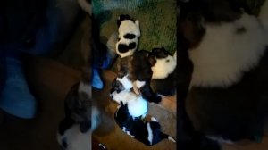 Метисы Акита-алабай недельные