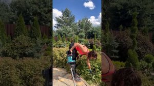 ✅ПЕРВАЯ СТРИЖКА СПИРЕИ В СЕЗОНЕ‼️