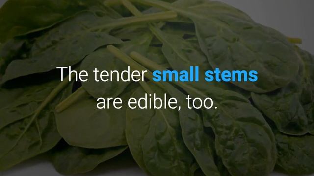 Different Types Of Spinach And List Of Varieties Of Spinach At Grocery Stores & Farmers Markets смотреть онлайн