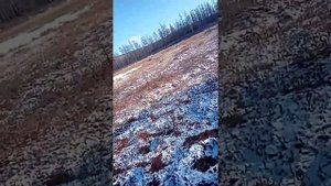 На гусеничном вездеходе по мари на болото. ???