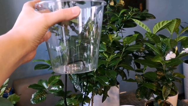 Гардения. Фитильный полив гардении. Уход в домашних условиях смотреть онлайн