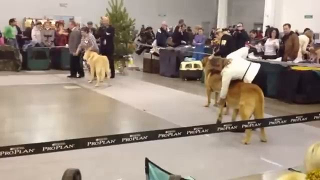 Golden collar. Spanish mastiff. Male. смотреть онлайн