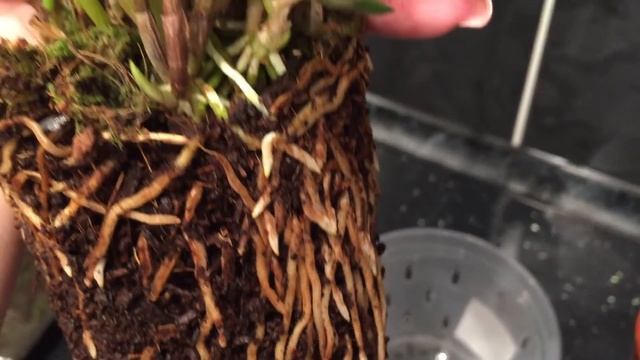 Экзотическая орхидея Масдеваллия ( Masdevallia) . Теперь и у меня дома))