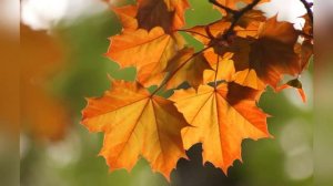 лесные секреты (почему листья опадают?)