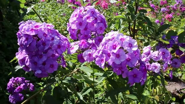 Флокс Фиона смотреть онлайн