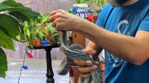 Vietnamese Blue Beauty Rat Snake | Rare & Beautiful - Episode 41