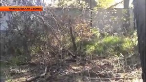 "Медведь на улицах Бийска" ("Новости ОТН", 29.09.14г., Бийск)