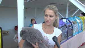 В Ярославле прошла выставка кошек