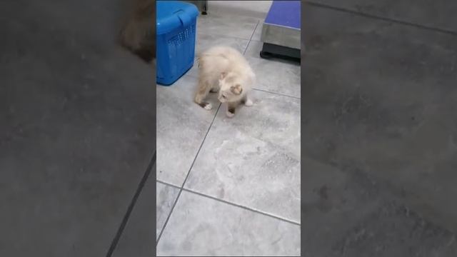 Котенок Зая в Новороссийске обследуется в ветклинике