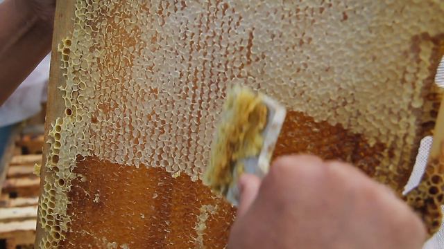 готовое золотая осень 2018 смотреть онлайн