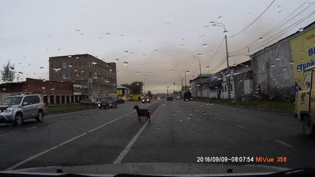 Баран носился по проезжей части в Нижнем Тагиле смотреть онлайн