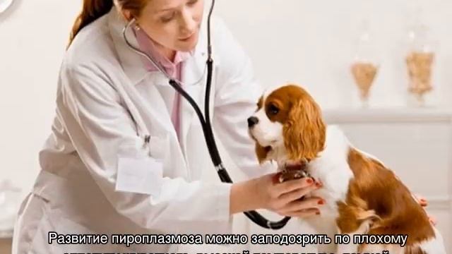 Темная моча у собаки: причины коричневого оттенка смотреть онлайн