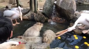 Очень Смешные моменты с животными. Animals funny