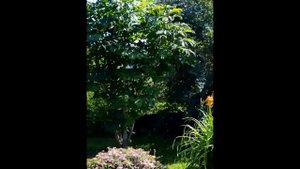 ??? Каменистый садик из заросшей альпийской горки