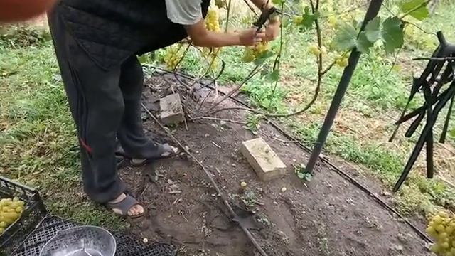 Виноград Аркадия, урожай с куста 2018 смотреть онлайн