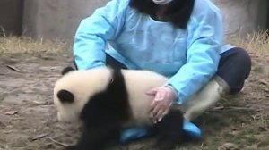 Giant Panda Kindergarten - young Panda at play