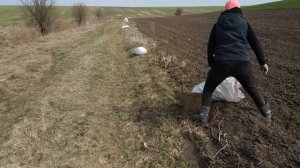 ПОСАДКА РАННЕЙ КАРТОШКИ ТРАКТОРОМ Т-25,СЕЗОН 2019/LANDING EARLY TOTAL TRACTOR T-25