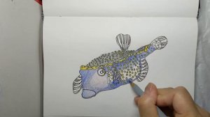 Coloring Boxfish