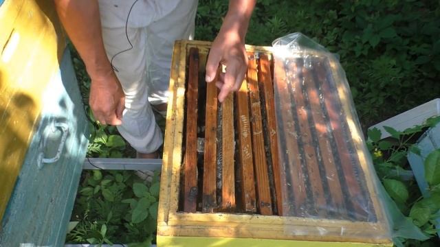 Быстрый СПОСОБ ЗАМЕНЫ МАТКИ-ТРУТОВКИ смотреть онлайн