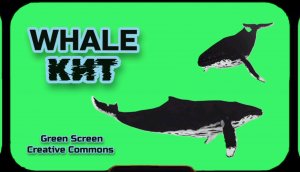 КИТ хромакей футаж на зелёном фоне. Видео анимация GREEN SCREEN.