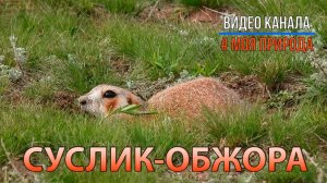 Суслик-обжора