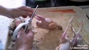 Забой и ощип перепелов.