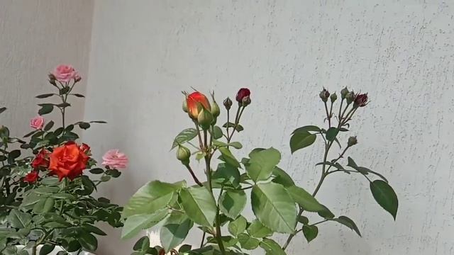 Розовый сад на балконе. смотреть онлайн