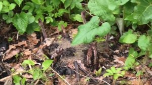 1-3 06 2023г маньчжурский орех на севере