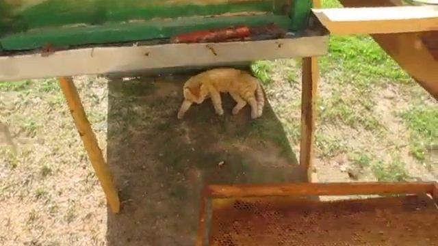 Солнечный коллектор для переработки старых соторамок, пчеловодство. смотреть онлайн