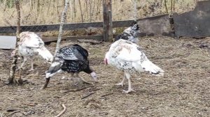 Индюки северокавказские, бронзовые и куры брамы