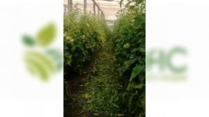 Подкормка для растений  Аминокислоты для улучшения урожая