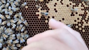 Как узнать есть ли в пчелином отводке матка не видя её визуально☝️???