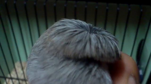 corona gris смотреть онлайн