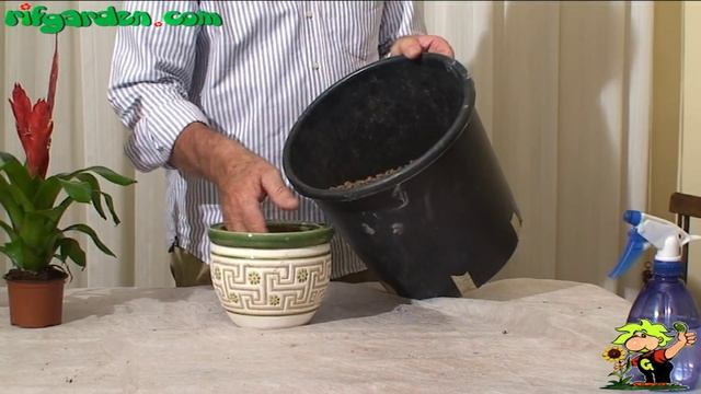 The cultivation of Bromeliaceae смотреть онлайн