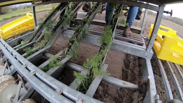 Venkelkruid planten (Foeniculum Vulgare) смотреть онлайн