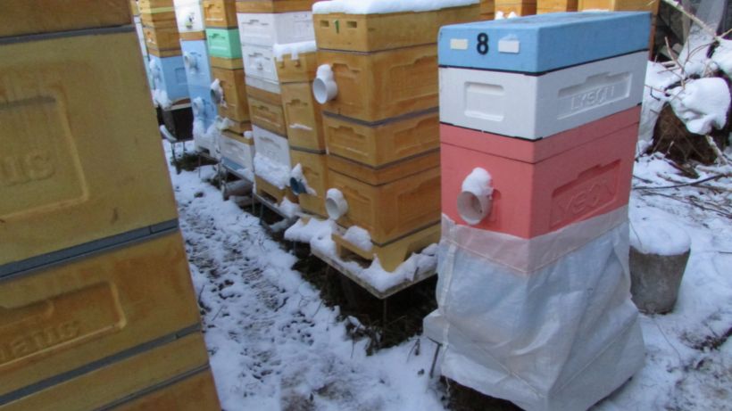 подготовка пчел к зимовке на воле с открытым сетчатым дном в 6 рамочной улье - ответы на вопросы