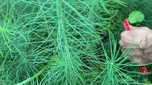 Лиственница сибирская 2-х летка Обзор интернет-магазина питомника "Хвойный дворик"