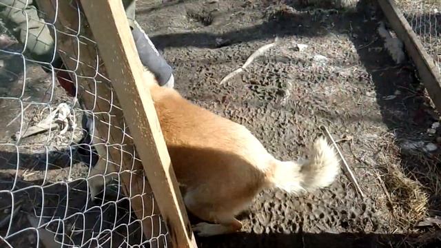 Новый охранник! Как назвали телёнка! Кто следующий!?! Многодетная семья в селе! смотреть онлайн